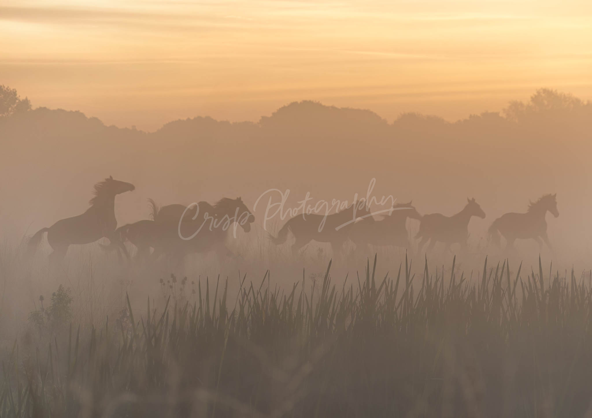 Horses running in the mist (sunrise)