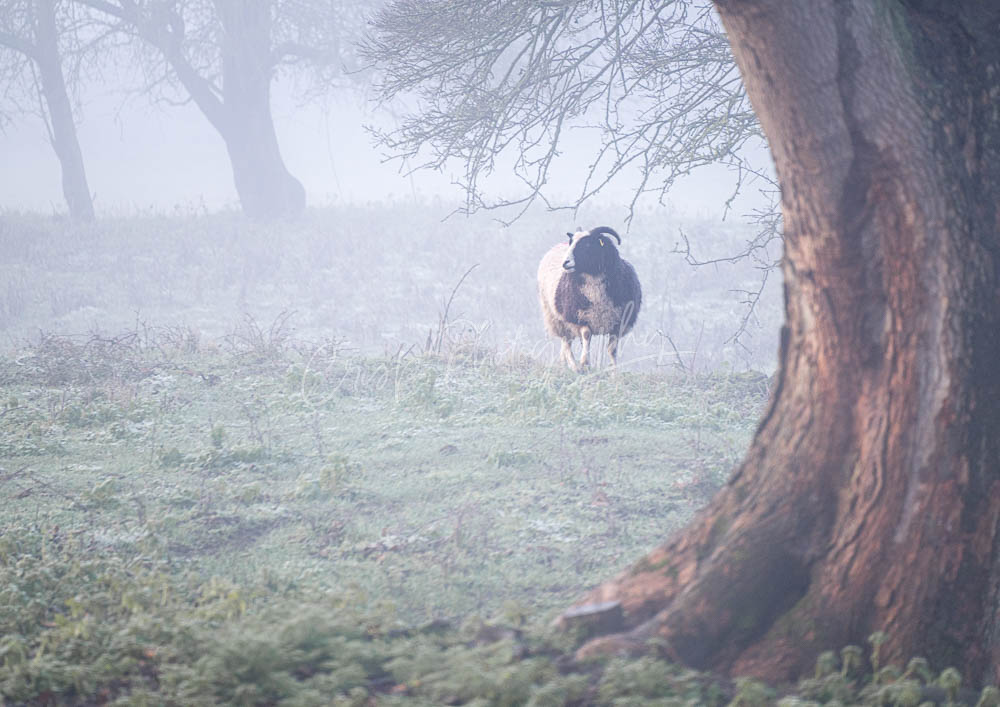 Jacob Sheep on a foggy morning at Beeleigh Abbey