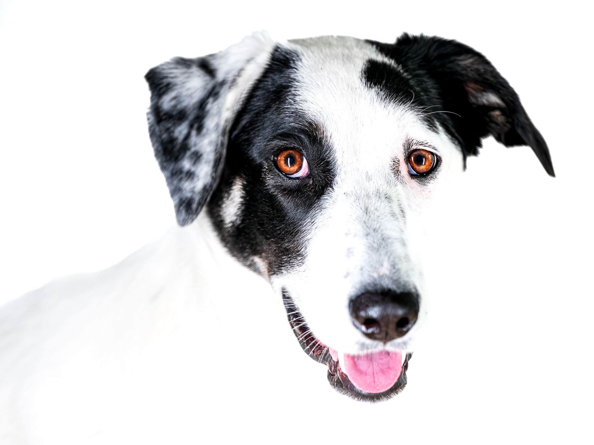 Dog Portrait Shoot Maldon