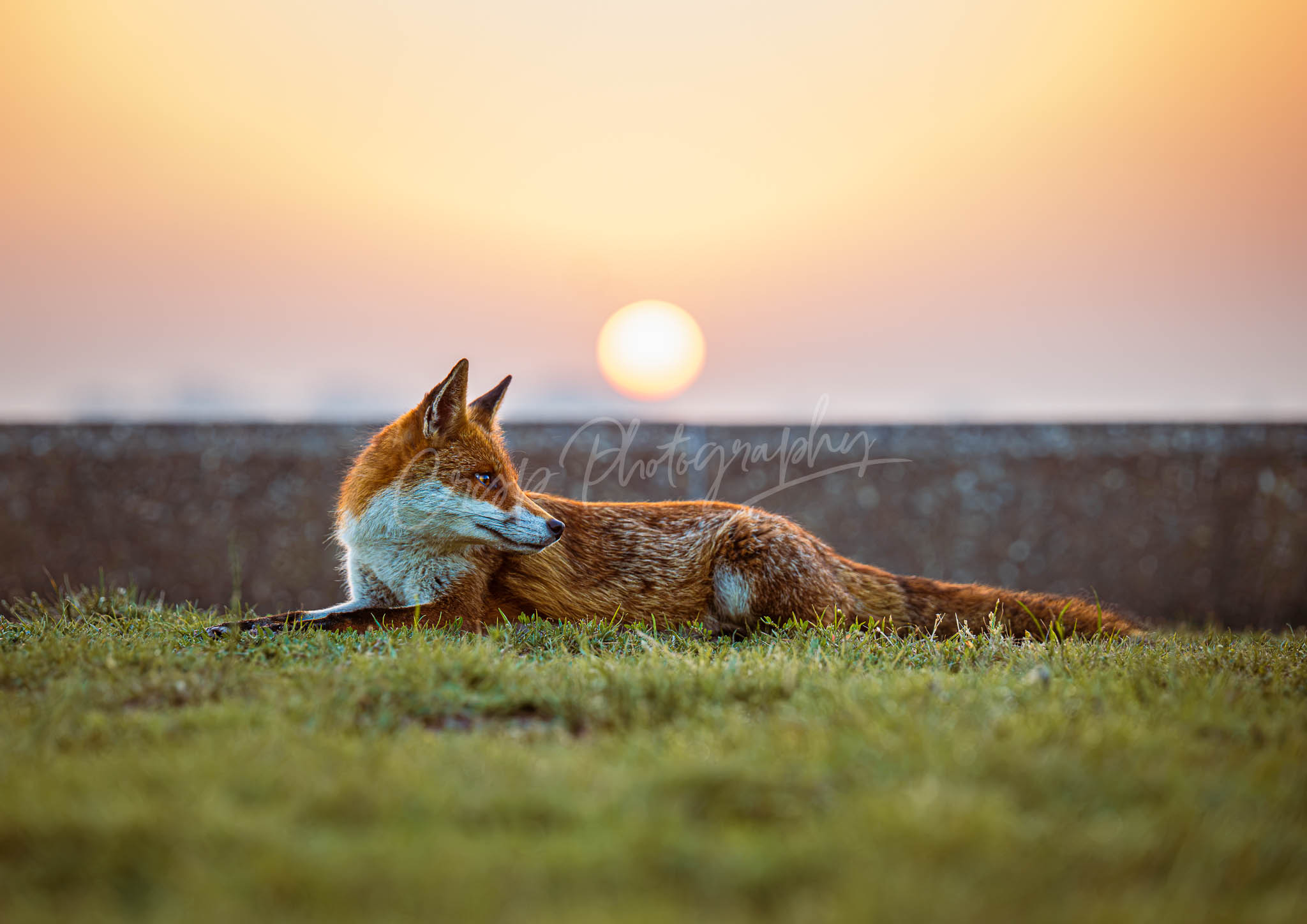 Fantastic Mr Fox - Image 2
