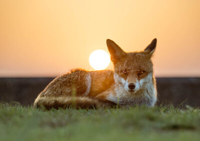 Fantastic Mr Fox - Image 3