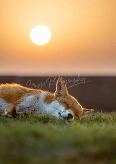 Fantastic Mr Fox - Image 4