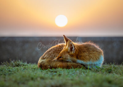 Fantastic Mr Fox - Image 5