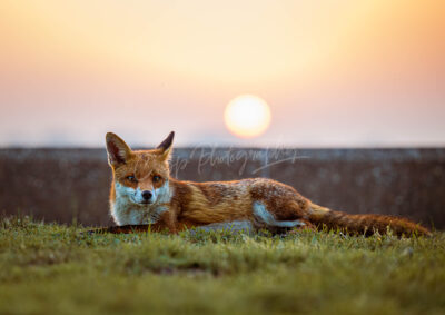 Fantastic Mr Fox - Image 6