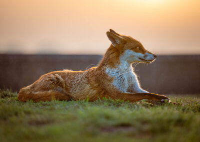 Fantastic Mr Fox - Image 7