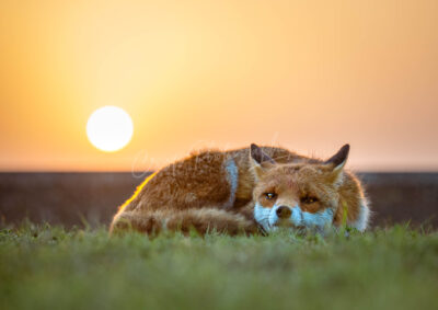 Fantastic Mr Fox - Image 8