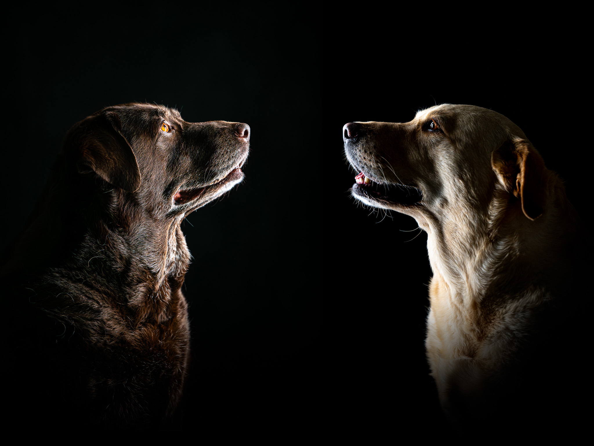 Dog Portrait Photography Maldon