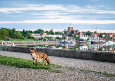 Fantastic Mr Fox, Maldon Prom Park Sunrise