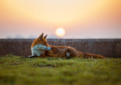 Fantastic Mr Fox - Image 2