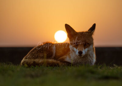 Fantastic Mr Fox - Image 3