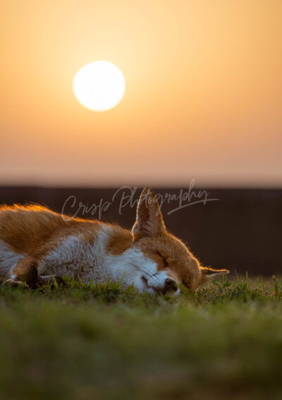 Fantastic Mr Fox - Image 4