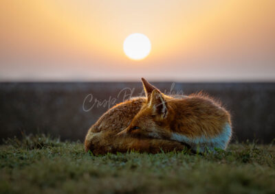 Fantastic Mr Fox - Image 5
