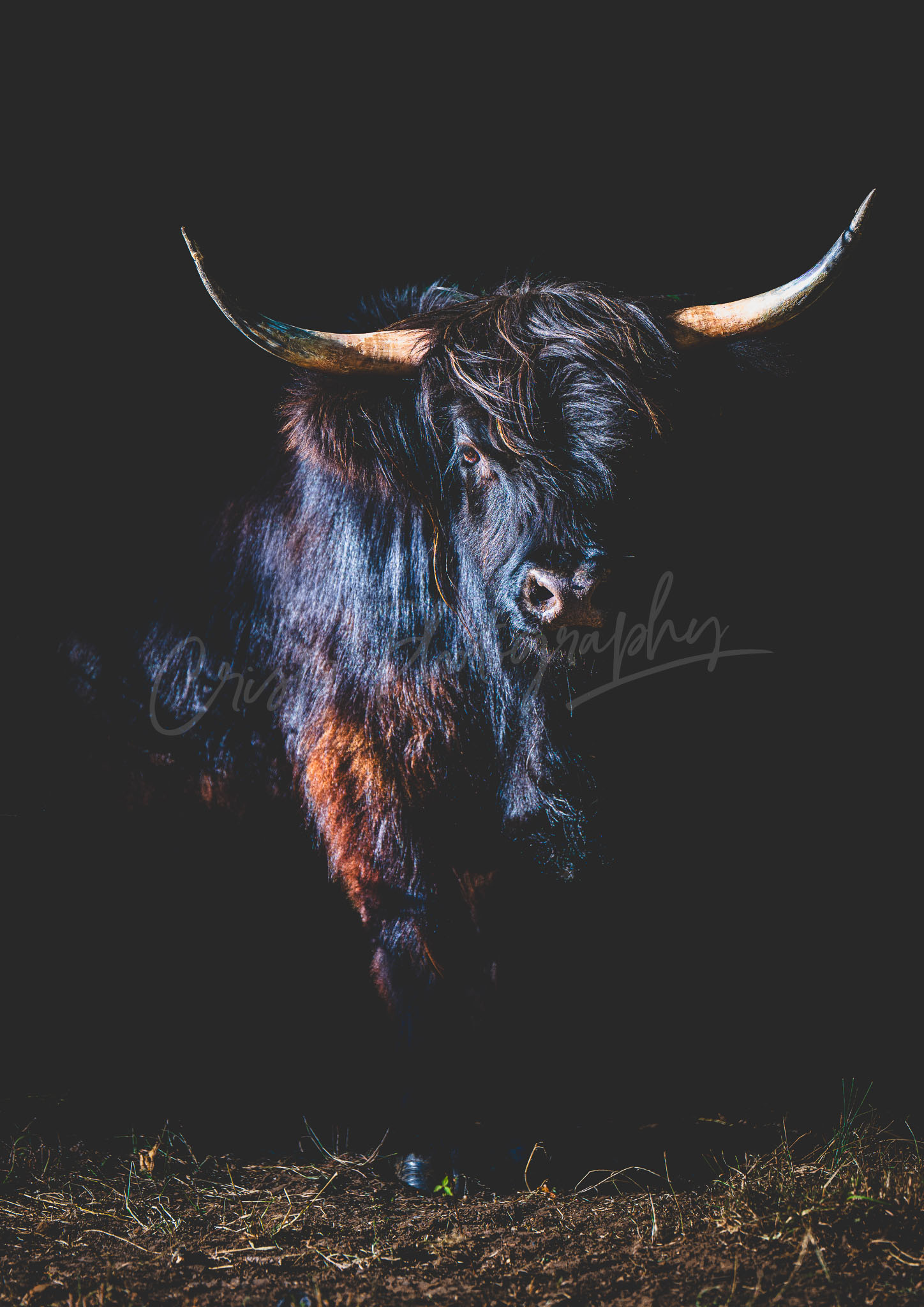 Highland Cow, Emerging from the Shadows