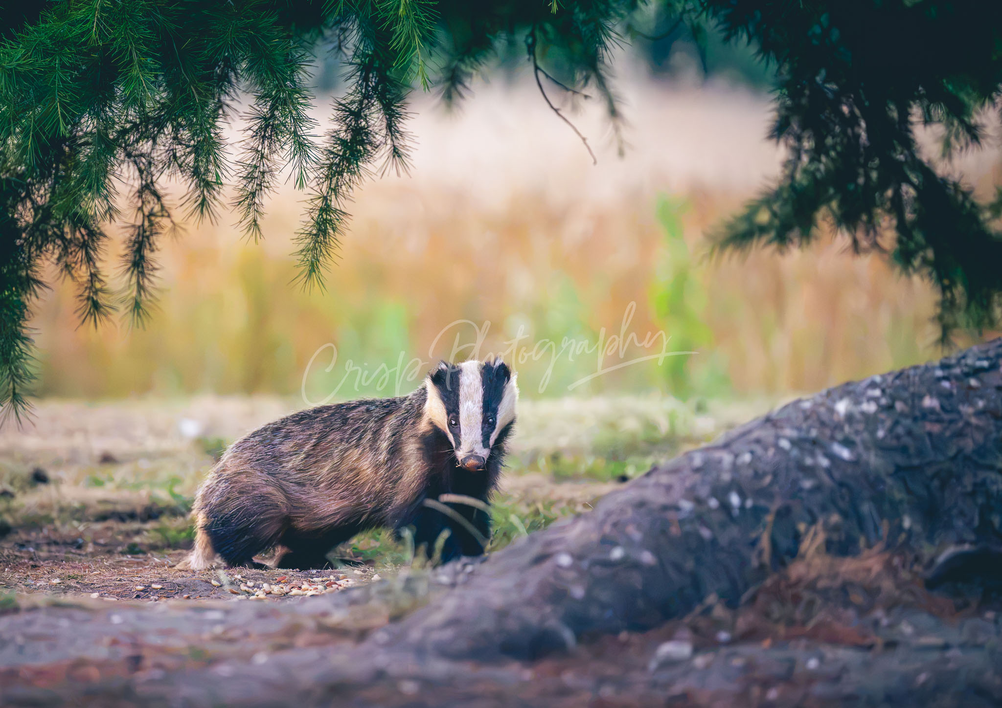 Maldon Badger 1
