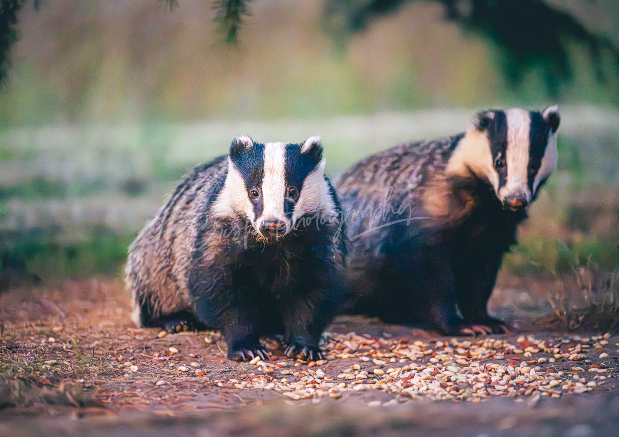 Maldon Badger 2
