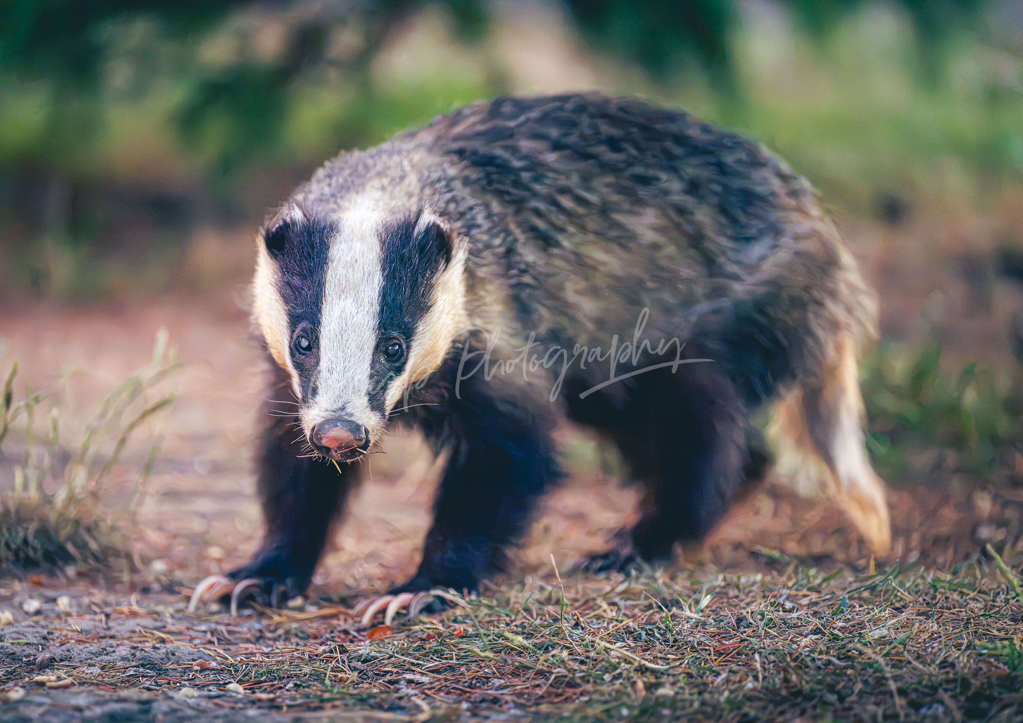 Maldon Badger 3