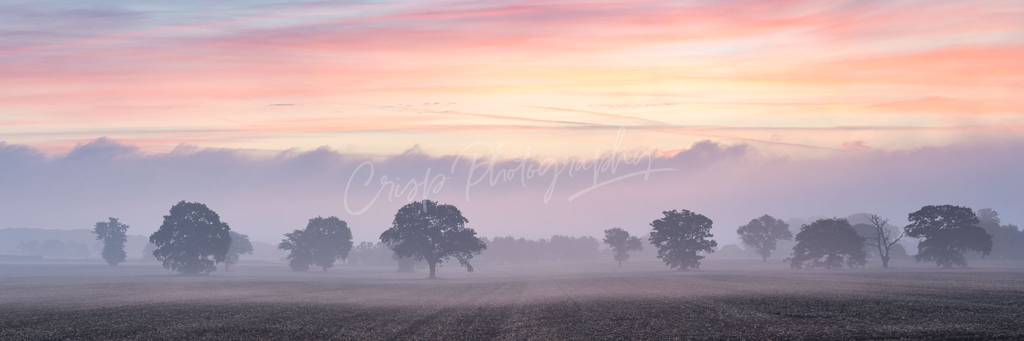 Panoramic of Trees in the Mist at Sunrise
