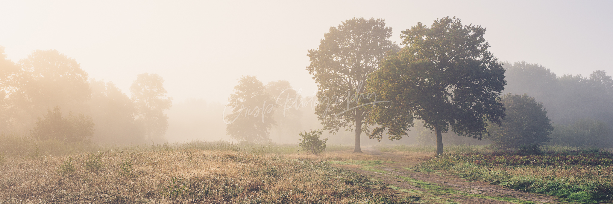 Panoramic of Trees in the Mist at Sunrise Danbury Common