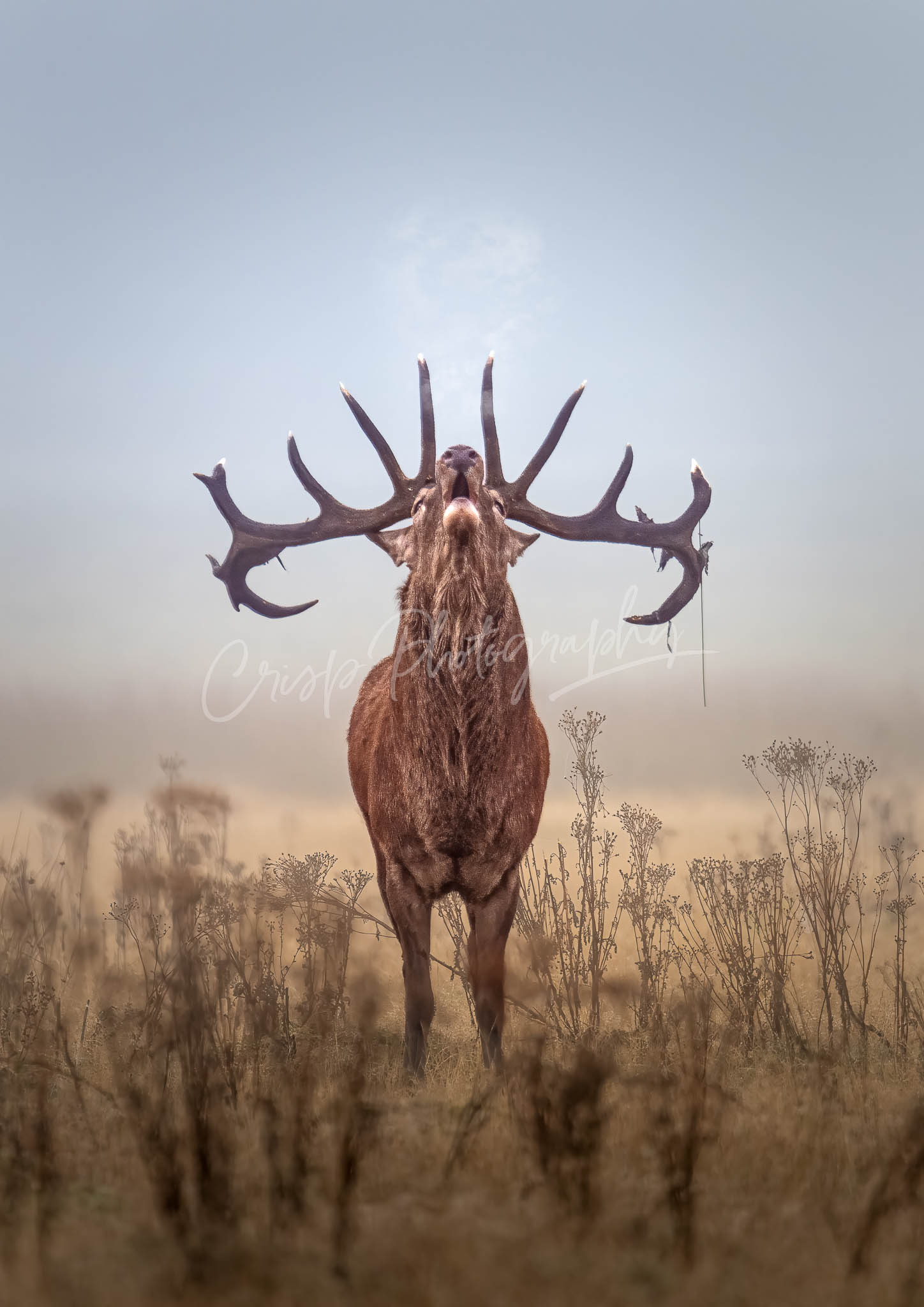 Deer Rut, Bellow, Headdress, autumn - Richmond Park