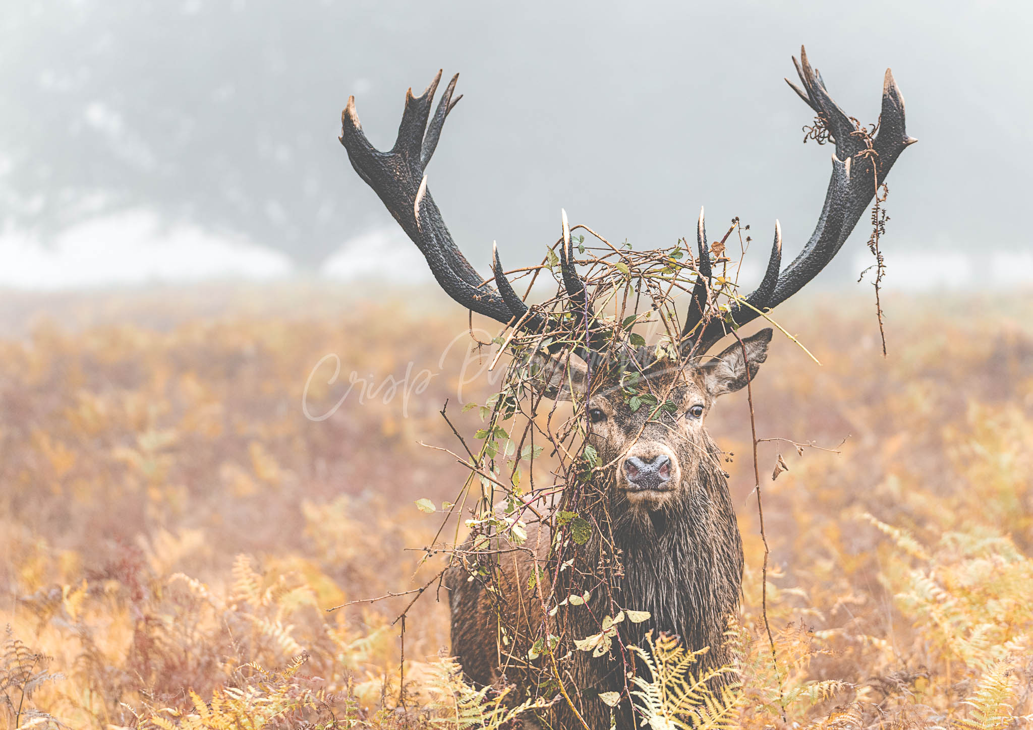 Deer Rut, Bellow, Headdress, autumn - Richmond Park