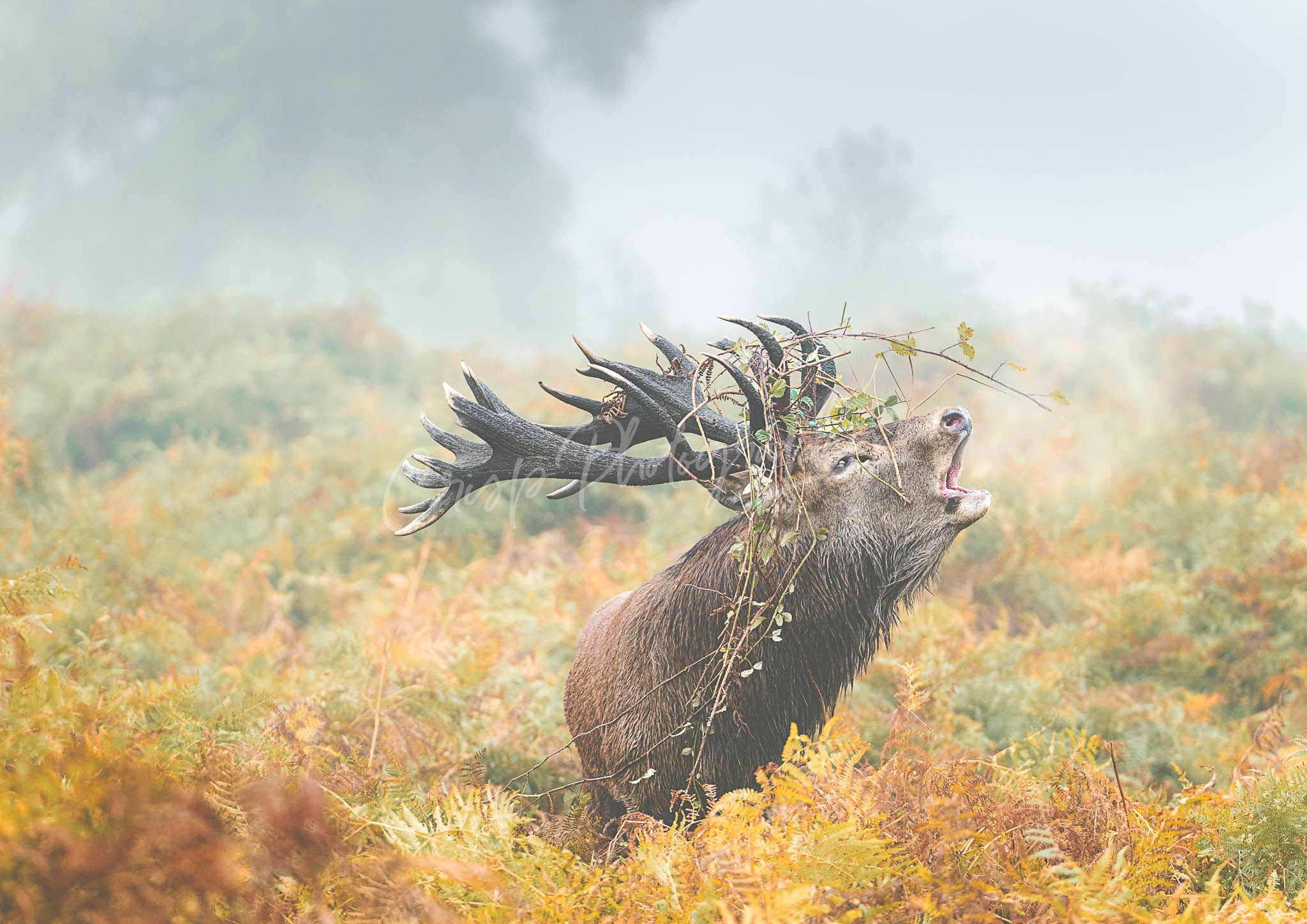 Deer Rut, Bellow, Headdress, autumn - Richmond Park