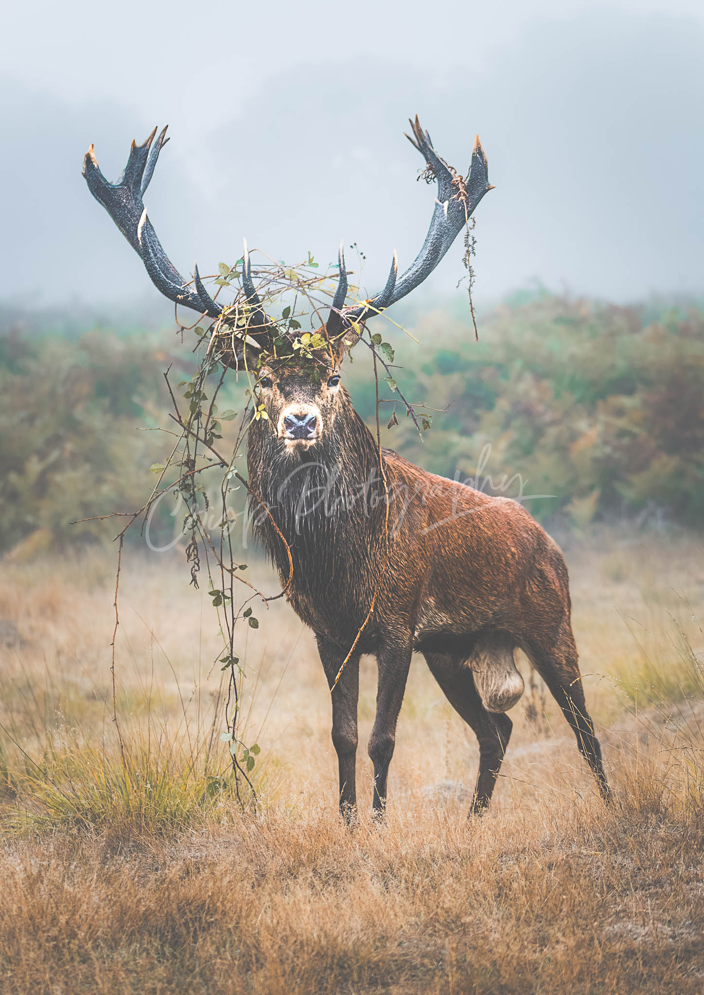 Deer Rut, Bellow, Headdress, autumn - Richmond Park
